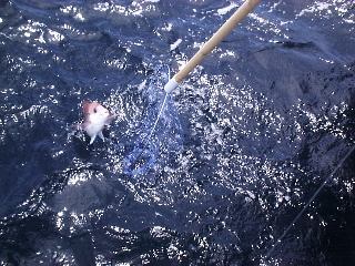 �}�_�C�����f�B���O