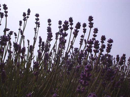 ���x���_�[