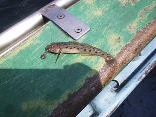 �����ׂ��O���B