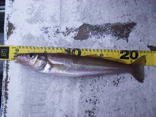 �Q�R�����V���M�X