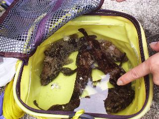 ��ԃf�J�C���Kan����GET