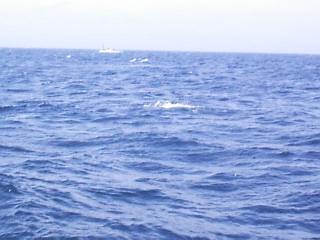 �T���t��