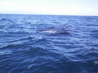 �T���t�C���V��