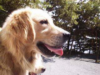 �S�[���f�����g���o�[