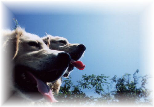 �S�[���f�����g���o�[