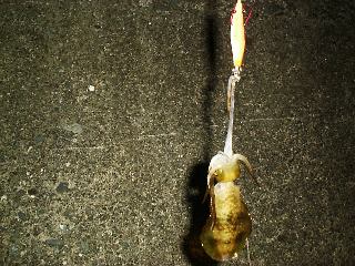 �A�I���C�J