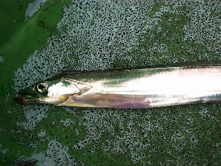 �^�b�`�[�g���