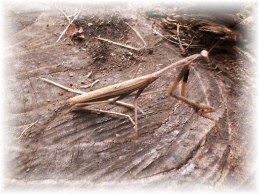 �R�J�}�L��