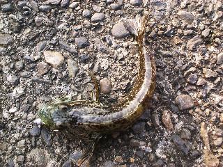 �A�i�n�[�Q