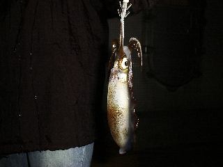 �A�I���C�J�T