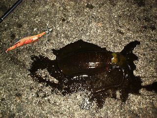 �X�~�����ς��ɍL������