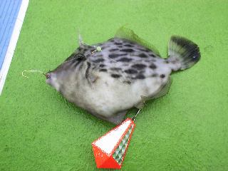 �l�����J���n�M