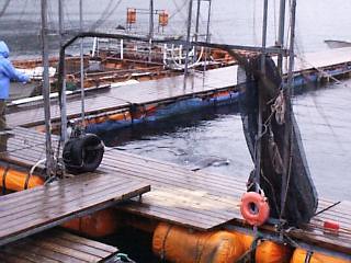 �ɓ��̃C���J�N