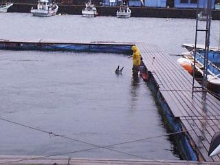 �G�T��Ⴄ�C���J�N