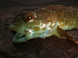 �A�i�n�[�A�b�v