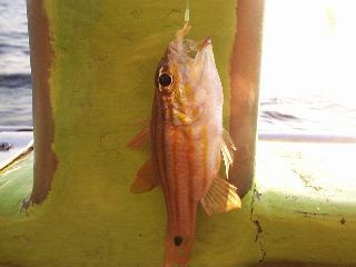 �t�@�[�X�g�L���b�`