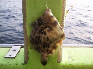 �J���n�M�Q