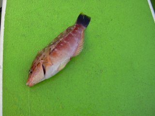 �T�T�m�n�x��