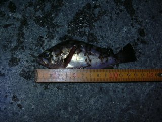 �܂��܂��������P�R����