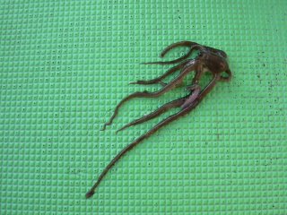 �t�@�[�X�g�q�b�g