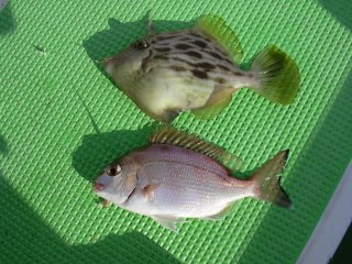 ������������̐���