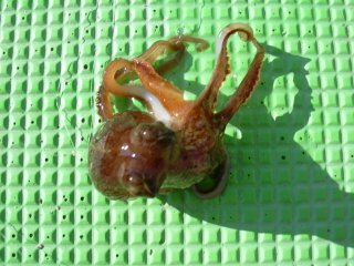 �^�R�ł��B