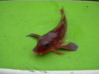 �J�i�K�V��