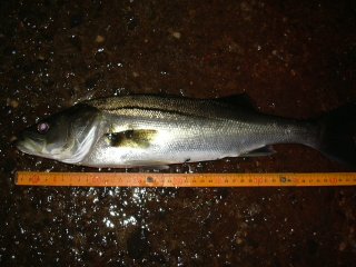 ���Ƃ��E�E�E�B