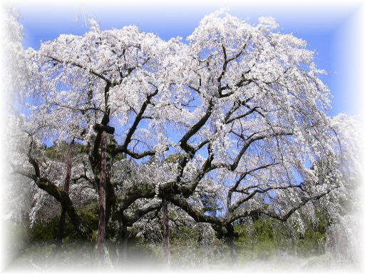 �����c�@�}����