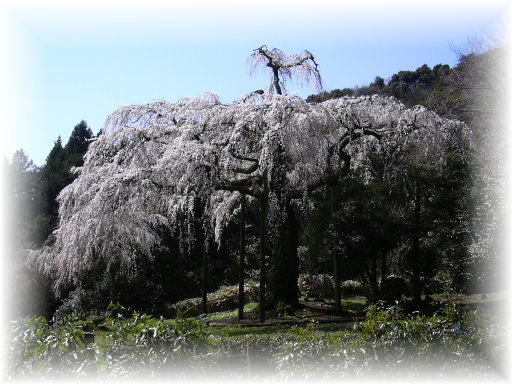 �����c�@�}����