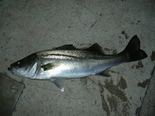 �o�`�p�^�[�����ރ��[�h