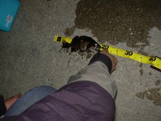 �T�C�Y����