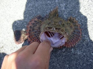 �傫�Ȍ���