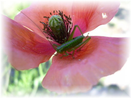 �L���M���X