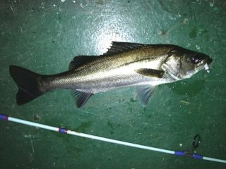 ���Ƃ�1��