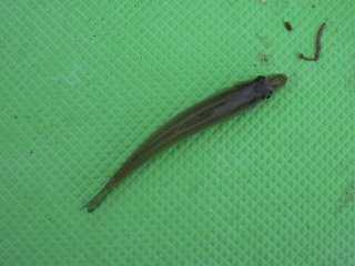 �V���M�X�P