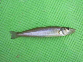 �V���M�X�Q