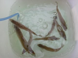 �V���M�X�R