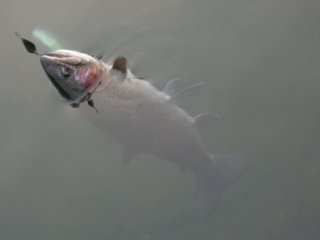 ���C���{�[