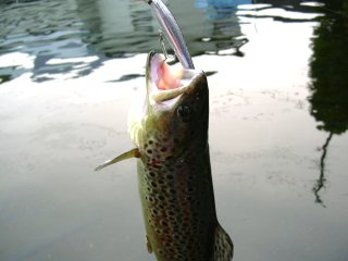 �~�m�[�ɂ����Ղ�