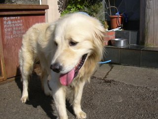 �C�J�ނ��̃���