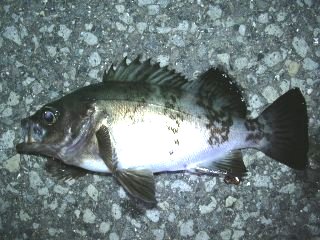 �܂��o�郁�o��