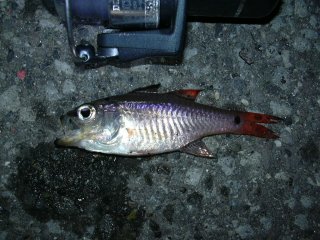 ���e�̔Z���m���P