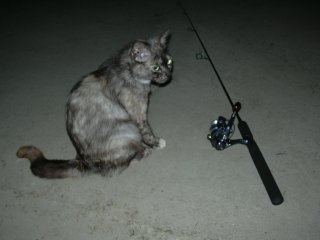 �`�l�R�����Ɠc���^�b�N��