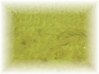 �C�i�̋Y��