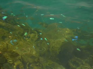 �M�ы��n�̌Q