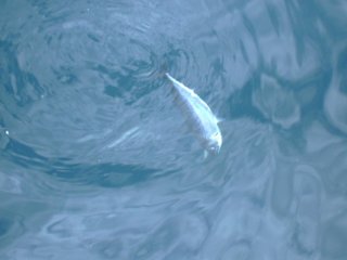 �}�b�J����