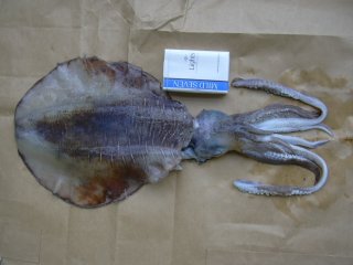 �P�D�P����