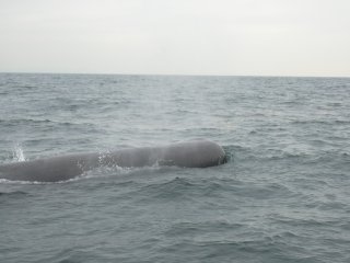 潜水艦ではありません