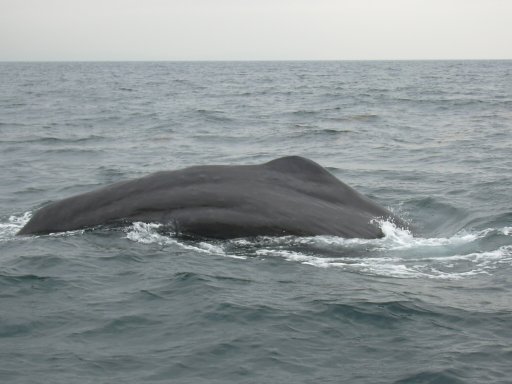 相模湾近海のクジラ
